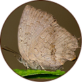 Apefly